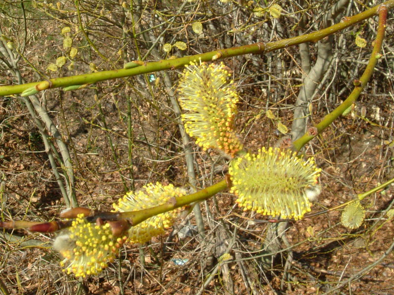 Salix 2